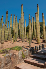 cactus garden 