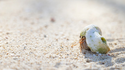 A hermit crab in a sea shell crawls on a sandy shore, a mollusk on the ocean. Background marine theme