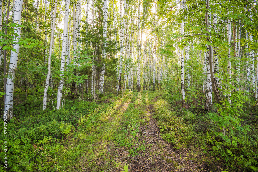 Wall mural Birch grove on the river in the summer on a Sunny day, the edge of the forest with grass.