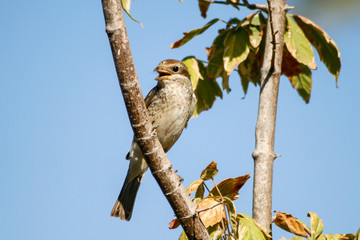 The sparrow that sings on the tree branch