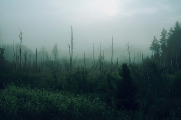 Night landscape of foggy taiga