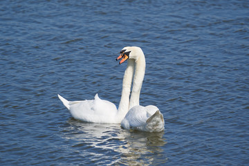 Beautiful Picture of two white swans in love swiming on the lake in the spring sunny day before nesting. White swan is symbol of peace, love and fidelity. Example of european nature in Czech republic.