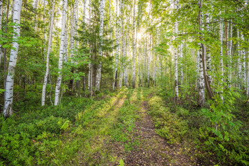 Fototapeta premium Birch grove on the river in the summer on a Sunny day, the edge of the forest with grass.