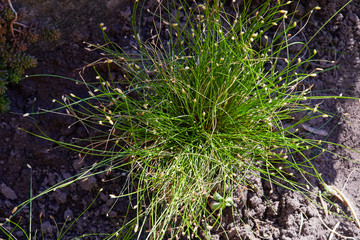 Isolepis cernua, Scirpus cernuus. Fiber Optic Grass, 
