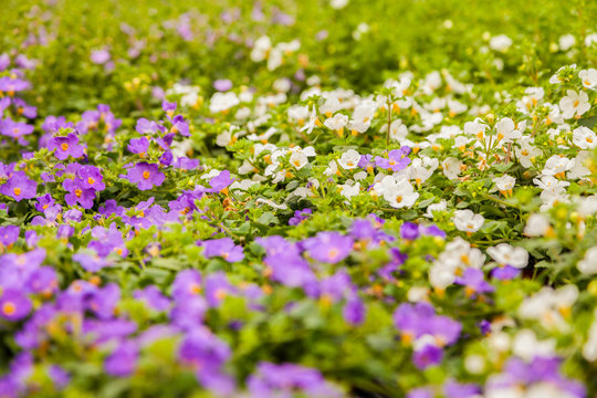Hoffest 2017 Gartenbau Kie&szlig;lich Radebeul
