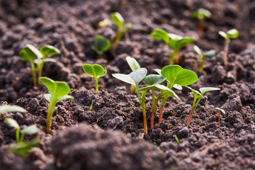 Young radish sprouts growing in the soil of greenhouse