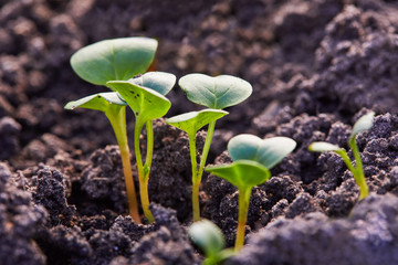 Young radish sprouts growing in the soil of greenhouse
