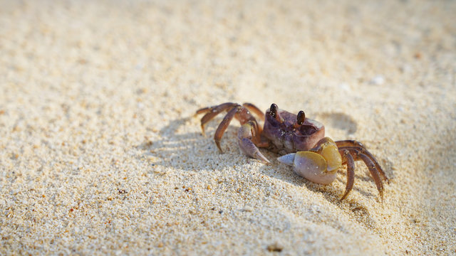 bright crab on clean white sand. sea ​​crab moves along the beach by the ocean. coast wild life on tropic island