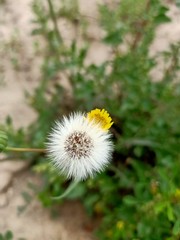 dandelion on a green background