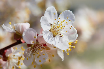 Branch of a blossoming apricot tree. Apricot tree flower, seasonal floral nature background