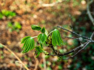 OLYMPUS DIGITAL CAMERA NEW SHOOTS AND LEAVES
