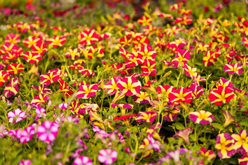 Hoffest 2017 Gartenbau Kießlich Radebeul