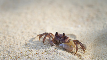 bright crab on clean white sand. sea ​​crab moves along the beach by the ocean. coast wild life on tropic island