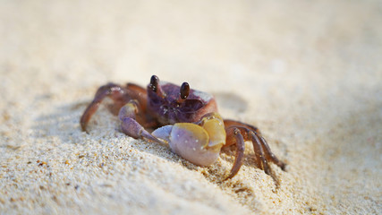 bright crab on clean white sand. sea ​​crab moves along the beach by the ocean. coast wild life on tropic island