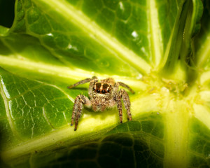 spider is roaming on leaf