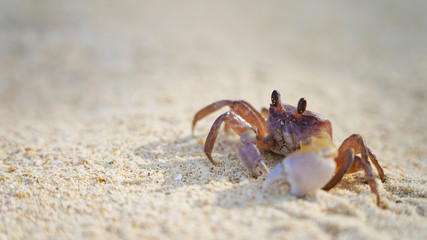 bright crab on clean white sand. sea ​​crab moves along the beach by the ocean. coast wild life on tropic island