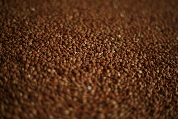 buckwheat texture close up macro 