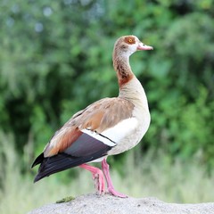 Egyptian Goose