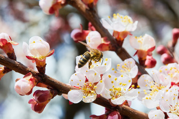 Branch of a blossoming apricot tree. Apricot tree flower, seasonal floral nature background
