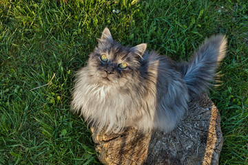 Türkische Angora Katze mit grauem Langhaarfell und grünen Augen