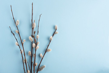 willow branches on a blue background, spring, top view, Easter