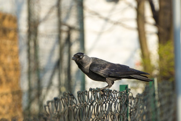 A black crow or Jackdaw with blue eyes sits on a fence and looks at the camera. Keeps track of the prey. The silhouette of a dark bird on a blurred background.