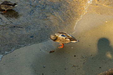 Como, ITALY - August 4, 2019: Variegated duck standing on the shore of Lake Como in the center of beautiful Italian Como city. Warm sunny summer day in very popular holiday destination.