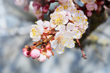 Branch of a blossoming apricot tree. Apricot tree flower, seasonal floral nature background