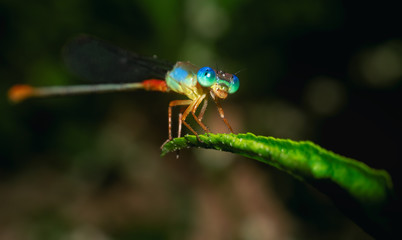 dragonfly is roaming on leaf