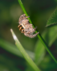 spider is roaming on leaf