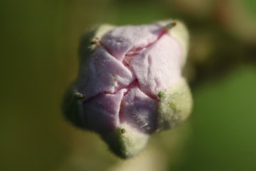 Close-up of an opening blackberry bud ( probably Rubus corylifolius agg. ) with pink petals and...