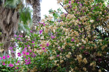 Fototapeta premium nature in Turkey in early autumn