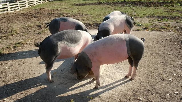 Schweine fressen ihr Futter am Trog