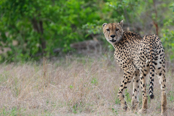 Cheetah 