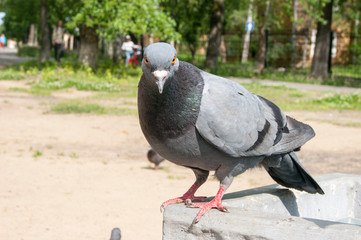 Angry bird. The impudent gray pigeon aggressively looks with red eyes directly at the viewer.