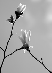 Spring twigs of magnolia with young flowering buds in nice spring evening