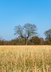 A tree without leafs in a grain field with a blue sky.