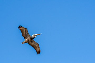 pelican in flight