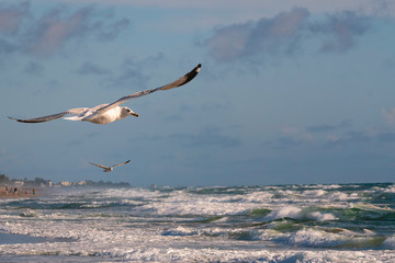 seagulls in flight