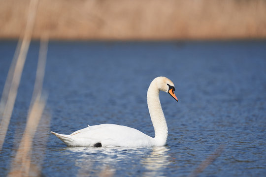 Beautiful mute swan, Cygnus olor, swimming in the lake during spring sunny day. Picture is taken on the pond in clear countryside in Czech republic. White swan, symbol of the grace, peace and love.