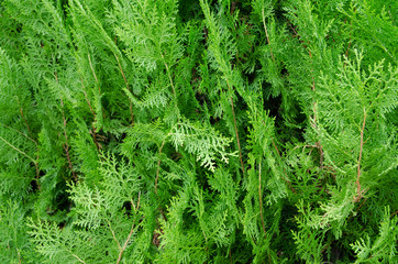 nature in Turkey in early autumn