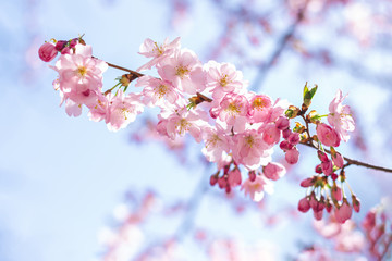 Amazing pink cherry blossoms on the Sakura tree in a blue sky.