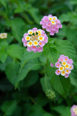 nature in Turkey in early autumn