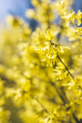 Amazing yellow Forsythia flowers and blue sky. Golden Bell, Border Forsythia  blooming in spring garden.