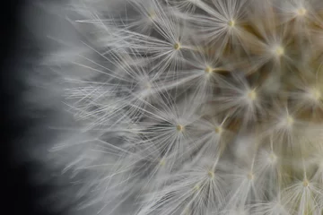 Foto op Plexiglas dandelion clock close up texture background  © MW Photography 