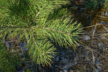  green coniferous branch on a pine tree in nature on a sunny day