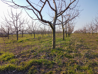 Young garden with fruit trees of apple trees. Rows of trees. Awakening of spring garden.