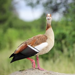 Egyptian Goose