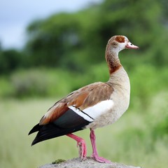 Egyptian Goose