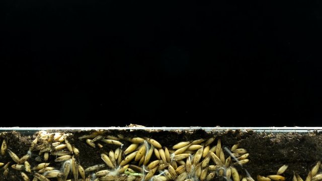 The development of roots and their growth from oat grains and the growth of plants from the ground, time lapse, concept of the origin of life.